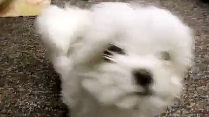 Tiny Baby Girl Maltese ~  Cutest Maltese Puppy Ever ~ Best Tail Wag