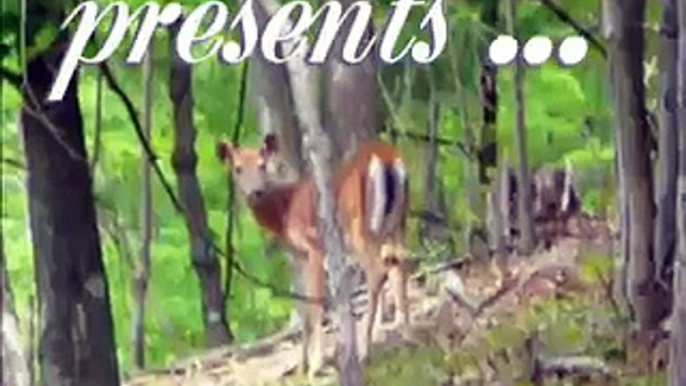 Twin bambis - 2 friendly fawns just born barely walking