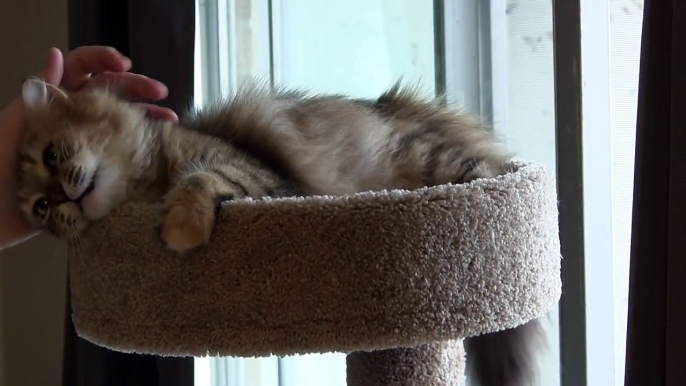 ❤ Shay the Cat playing On the Cat Tree - (w/ LickLickBite) (Domestic Long Haired Cat)