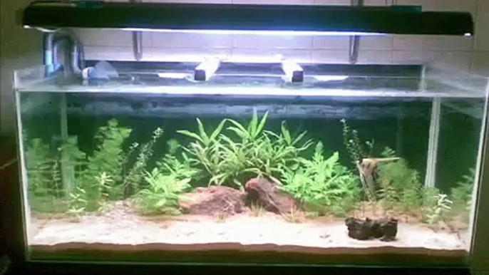 DIY aquarium - DIY tank + DIY  light + DIY stand + DIY canister filter