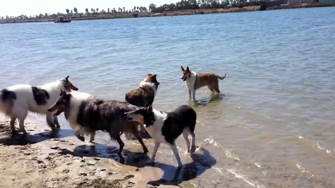 Dogs Play at the Beach, Dog Beach, Barking Collies Water Play, Collie