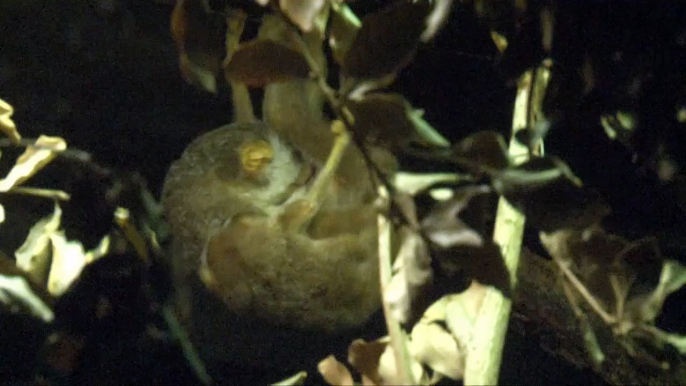 Grey Slender Loris family wake up after dark!