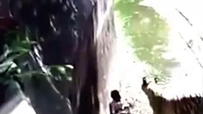 Real Shocking video how white tiger attacks youth in Delhi zoo