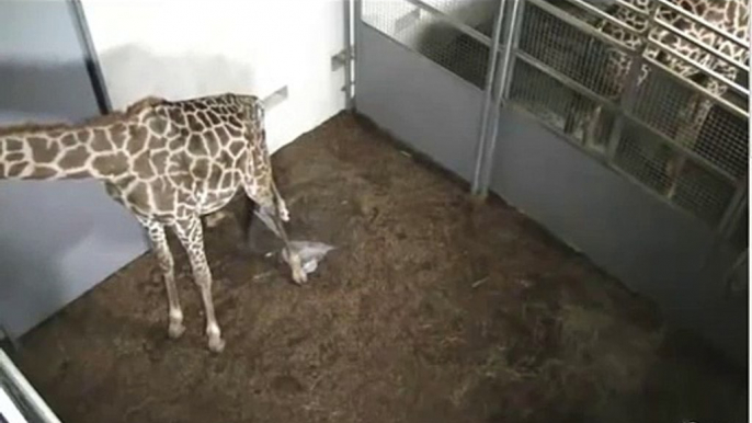10-22-12 Giraffe Calf is Born (The Greenville Zoo)