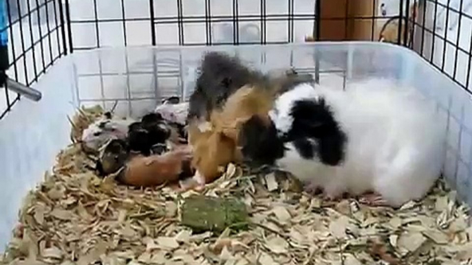 Guinea Pig Giving Birth to Five Babies - 2/4