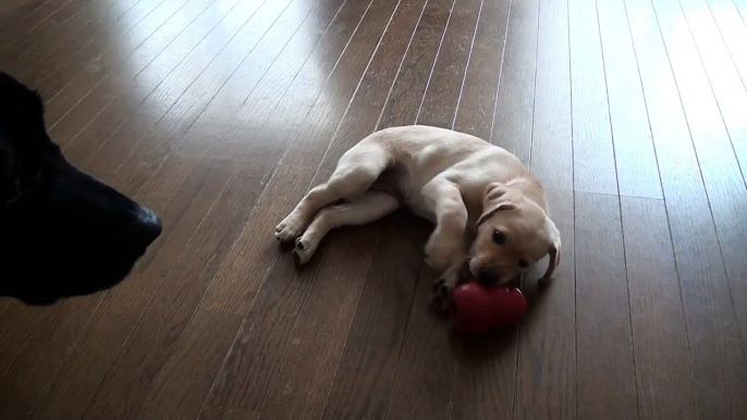 盲導犬パピー：ニコ。ニコ、犬３代に受け継がれるおさがりコングで遊ぶ。