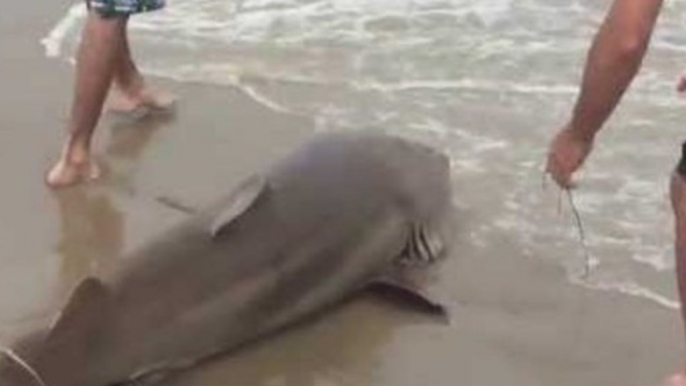 Bull Shark Reeled in on North Carolina Beach