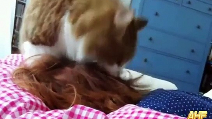 Funny Cats- Funny Cats Video Best Funny Cats Waking Up Owners Compilation AHF