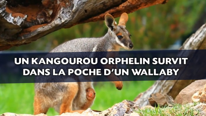 Un kangourou orphelin survit dans la poche d'un wallaby