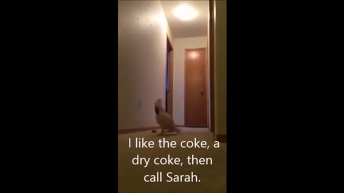 Cockatoo Running Around Yelling Absolute Nonsense (With Subtitles)