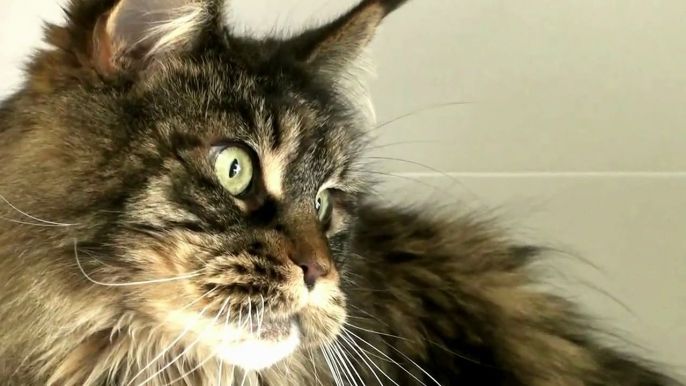 Maine Coon : Kitty notre petite Maine-Coon (HD)