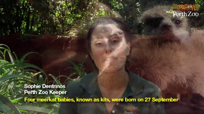 Four meerkats born at Perth Zoo in 2012