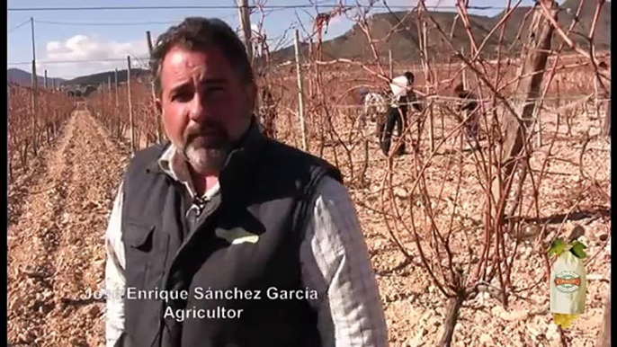 La poda en seco de la vid - (I) Ciclo de vida de la Uva Embolsada del Vinalopó D.O.