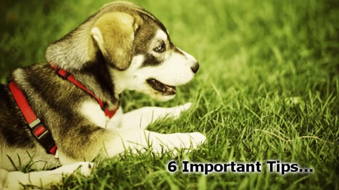 Train Your Dog - 6 Important Dog Training Tips For Obedience Training