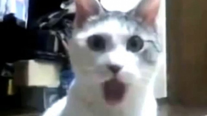 shocked and appalled cat is shocked and appalled