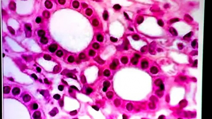 Simple Cuboidal Epithelium |  biology, | cell biology, | marine biology,