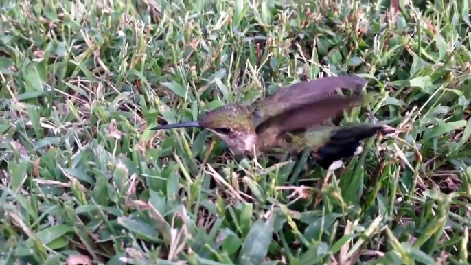 Rescatan a colibrí que quedó pegado al piso con un chicle