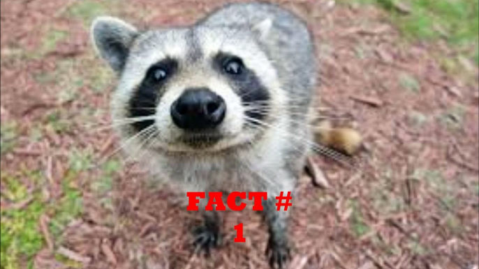 Chimpout! Presents 5 Interesting Facts About Coons!