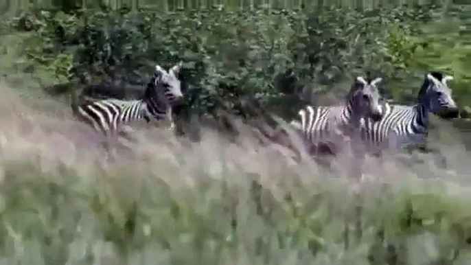 National Geographic Documentary Wild Animals attack National Geographic Animals ✔ ► P 2