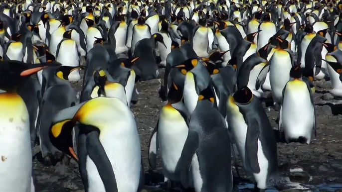 King Penguins South Georgia Island