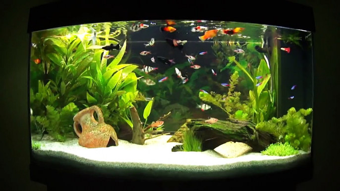 Aquarium d'eau douce planté - Aquascape - Aquascaping #4