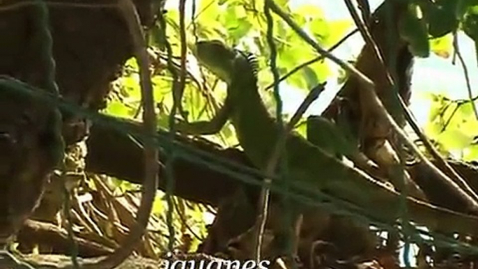 les Antilles Vidéo découverte des paysages de la Guadeloupe ( landscapes of Guadeloupe )