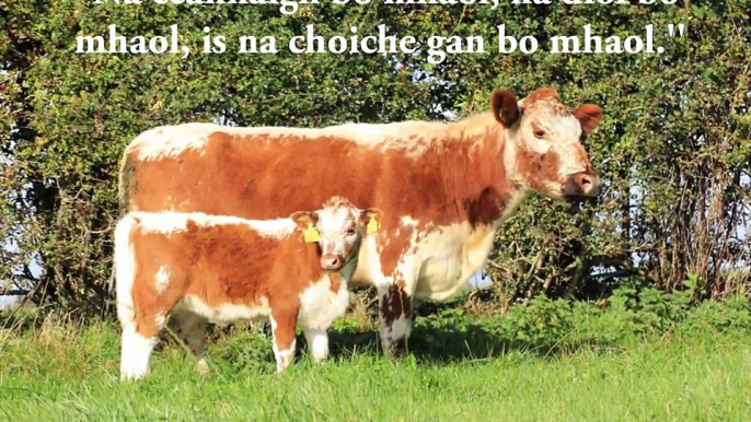 A Short History of Irish Moiled Cattle