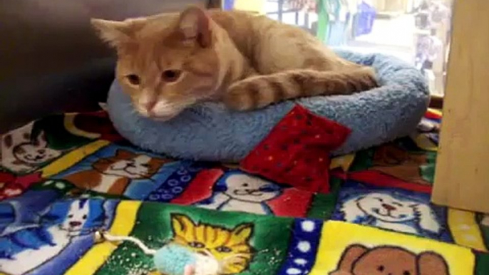 BUTCH is a pale orange cat he is getting used to the shelter***ADOPTED***