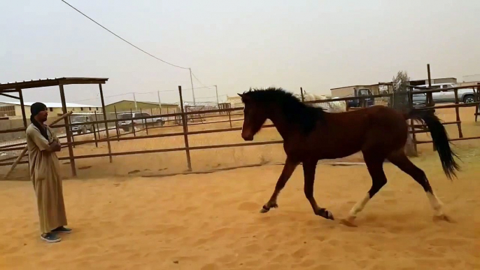 arabian riding / total control and real trust