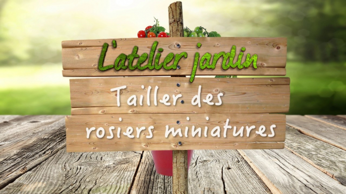 Comment tailler un rosier miniature ?