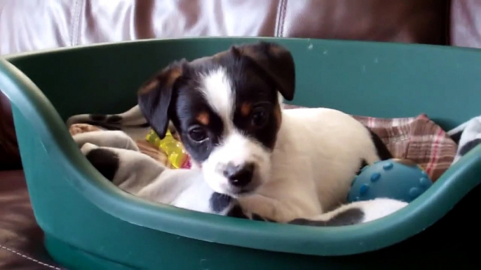 Jack Russell  (Skid) puppy aged 8 weeks.  Jack Russell puppies are just lovely.