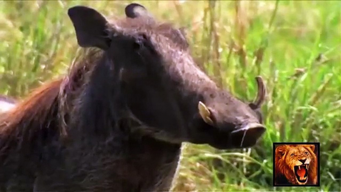 National Geographic Documentary Wild Animals attack National Geographic Animals ✔ ► P.5