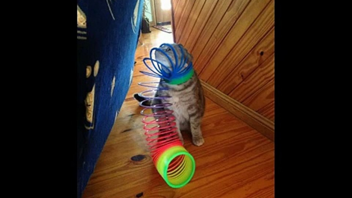 Hilarious Photos Of Cats Stuck In Things - Cats Stuck In Things