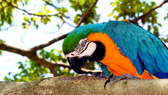 Pet Birds   Photos of Birds Kept as Pets   Bird Video   Bird Photos of Parrots - Pets Universe