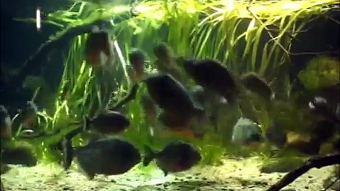 Piranha feeding time at ZSL London Zoo