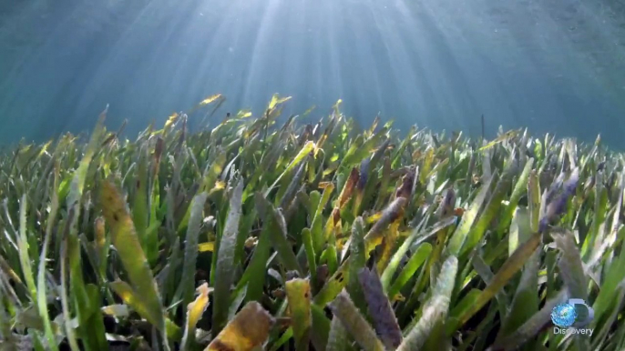 Protecting Reefs and Sharks | Tiburones: The Sharks of Cuba