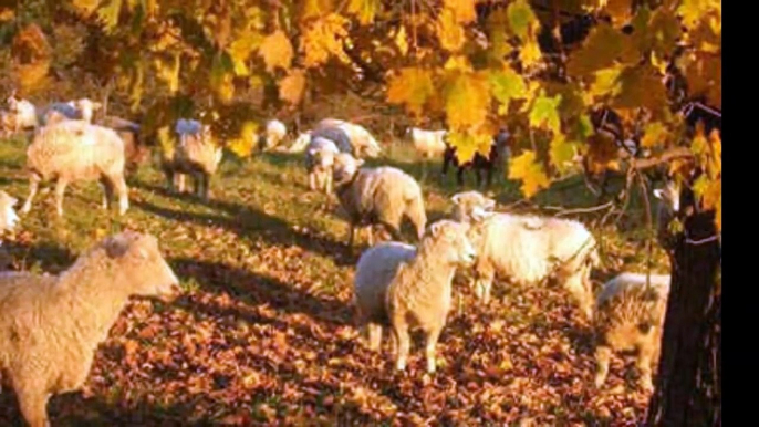 J. S. Bach: Cantata Nº 208, 'Sheep May Safely Graze', BWV 208