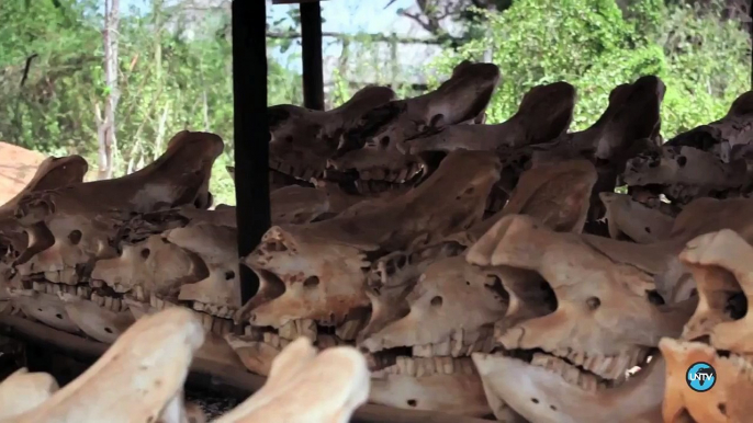[UN Stories #1] Sudáfrica: Rinocerontes Amenazados