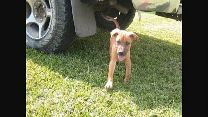 pitbull red nose y american staffordshire terrier amstaff