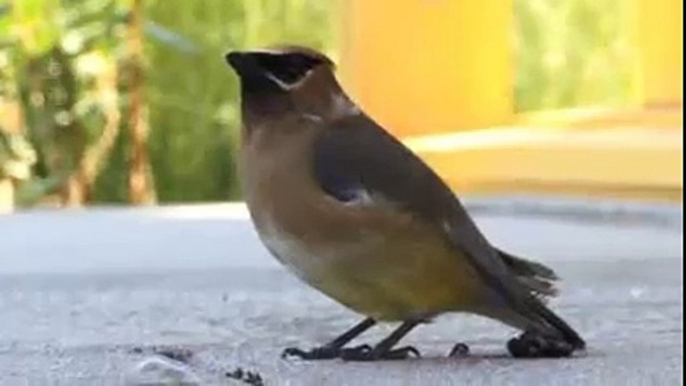 The kiss of life for a cedar waxwing