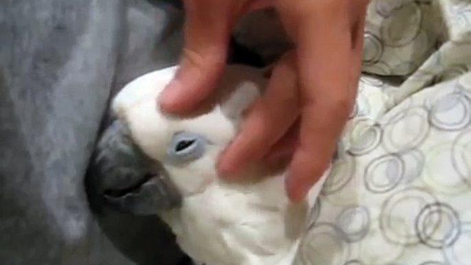 How to put a parrot to sleep :)