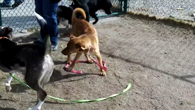 Black Dog Animal Rescue/Cheyenne Animal Shelter Play Groups 4