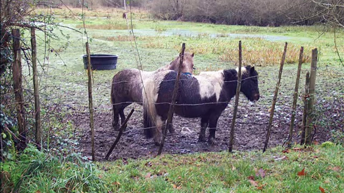 Chevaux, anes et poneys