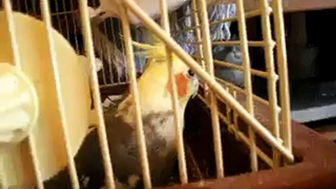 My Pet cockatiels
