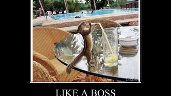 Funny Animals - Like A Boss[1]