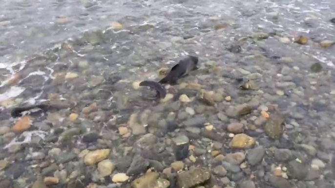 Dog helps saving Baby Dolphin on Criccieth Beach