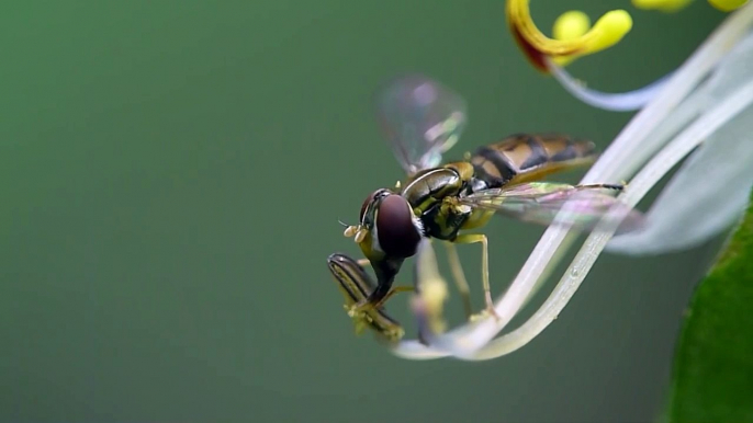 Hoverfly and Aphids, a fleeing aphid alerts another