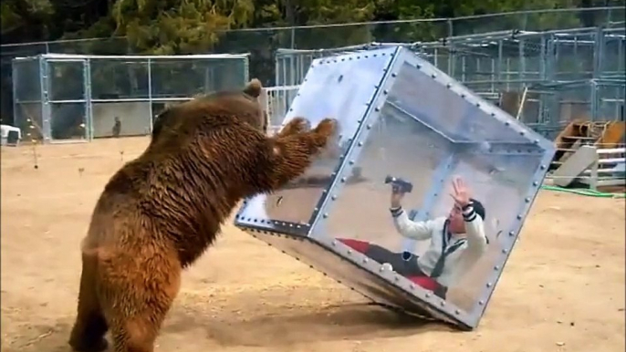 Les japonais enferment une femme dans un cube de plexiglas et la jettent aux ours - Emission TV de fou