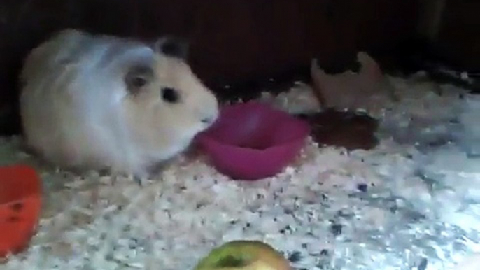 Guinea Pig babies 1 day old