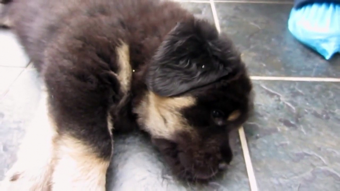 Tibetan Mastiff Puppies